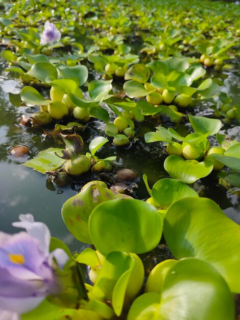 Lotus water lily in kotabumi