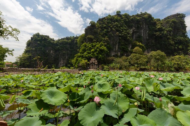 Lotus water lily in lake against sky