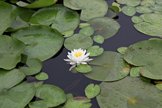 Lotus water lily in lake