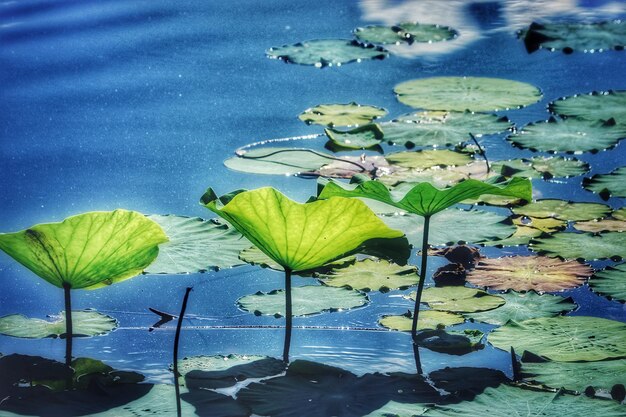 Lotus water lily in lake