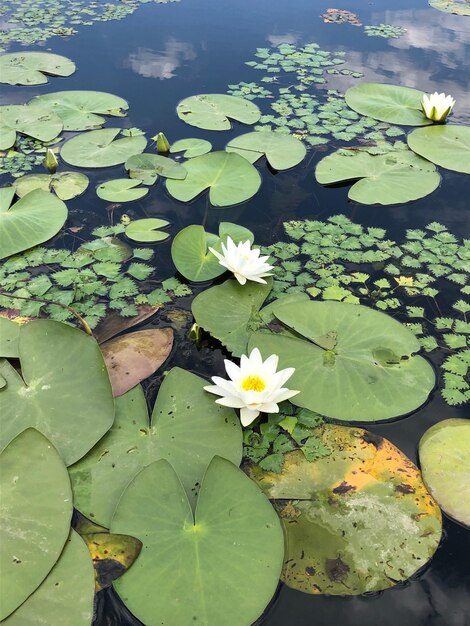 Foto lili d'acqua di loto nel lago