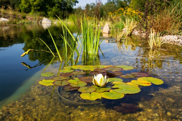 Lotus water lily in lake