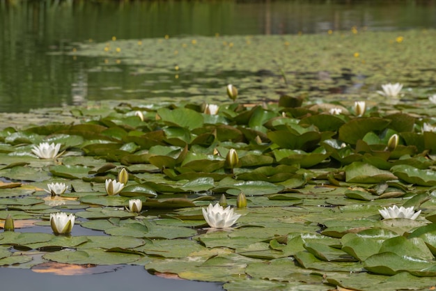 Lotus water lily in lake