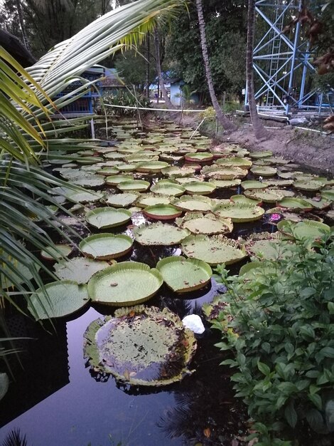 Foto lili d'acqua di loto nel lago