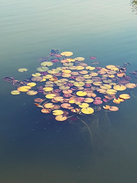 Lotus water lily in lake