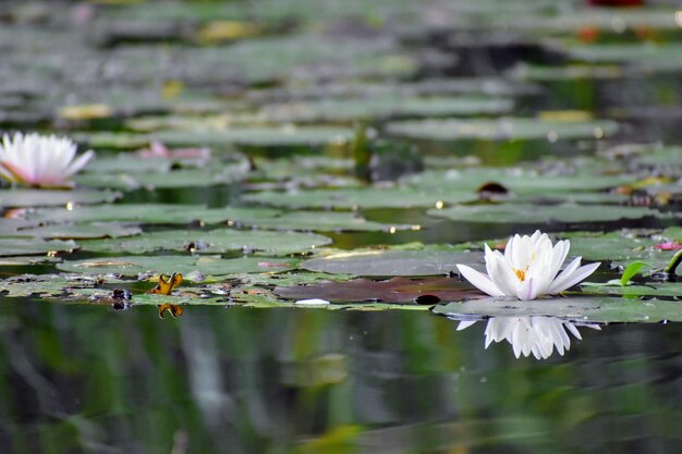 Foto lili d'acqua di loto nel lago