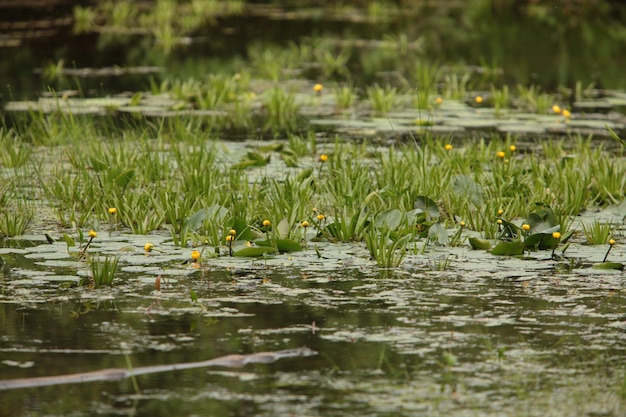 Photo lotus water lily in lake