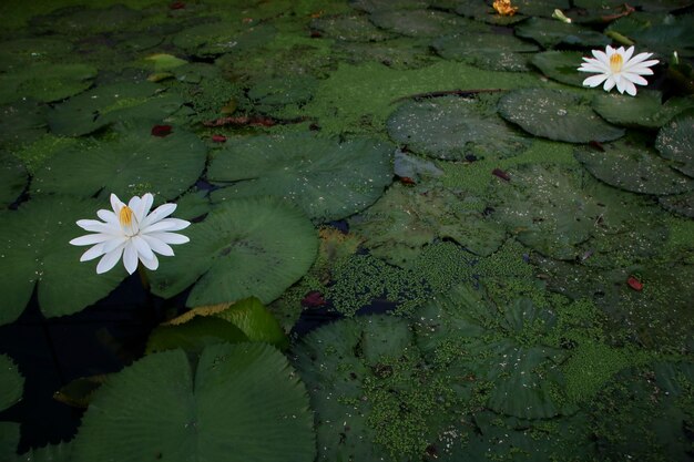 Foto lili d'acqua di loto su foglie nel lago