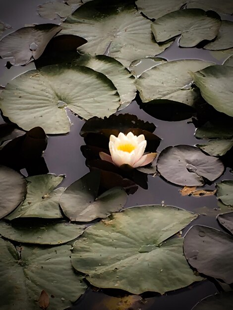 Photo lotus water lily in pond