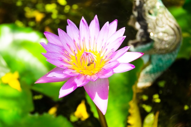 Lotus water lily in thai mueang