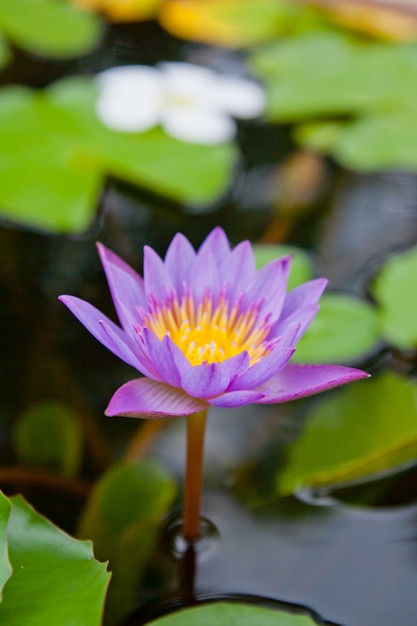 lotus water lily