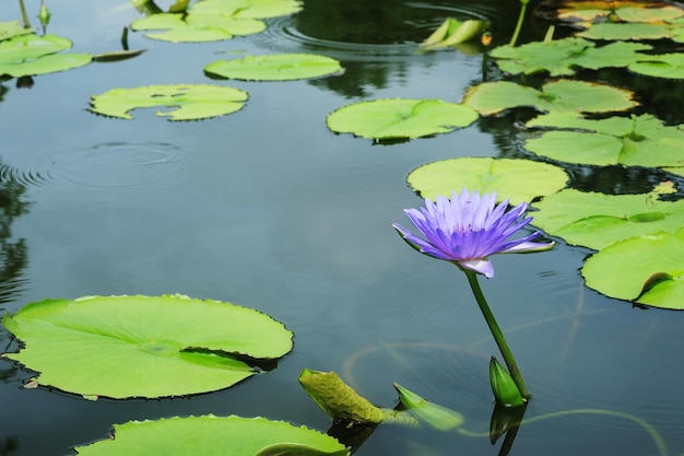 lotus waterlelie bloeiend op het wateroppervlak