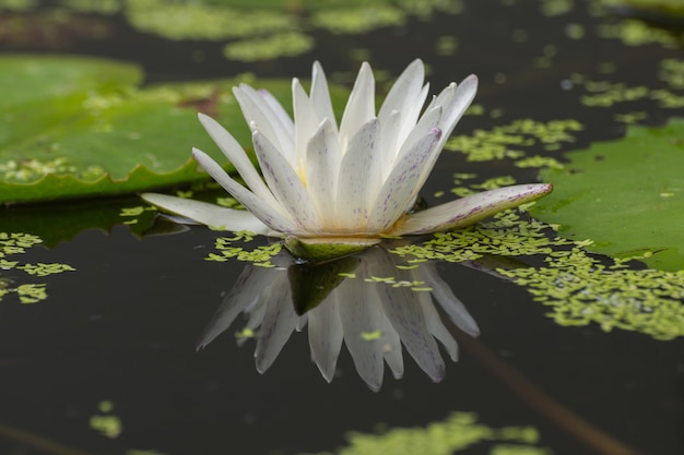 Lotus waterlelie bloem witte kleur, natuurlijk mooie bloemen in de tuin