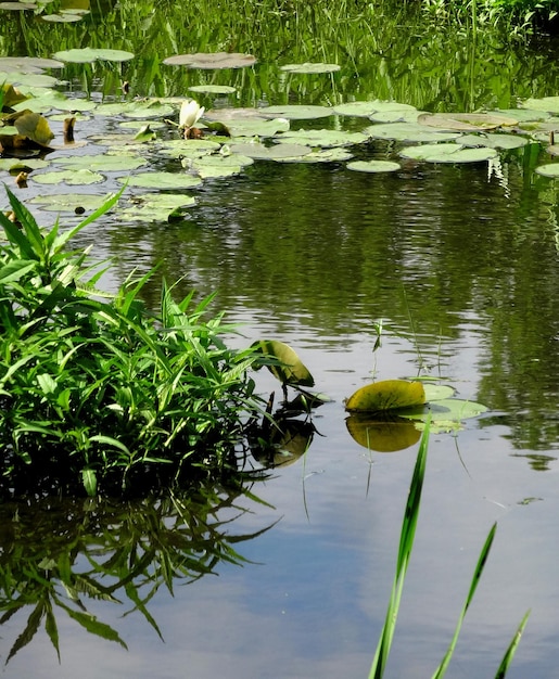 Foto lotus waterlelie in de vijver