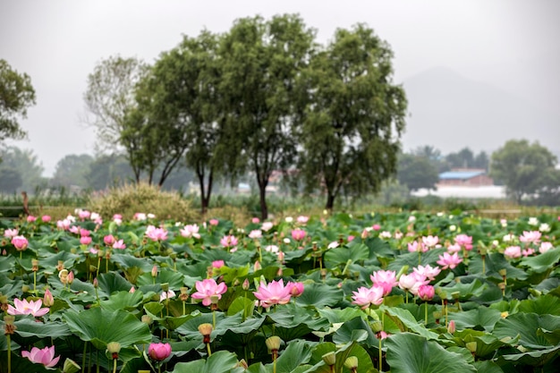 Lotus waterlelies bloeien in het semiwon park.