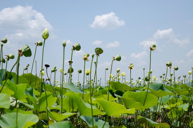Lotus waterlelies tegen de lucht