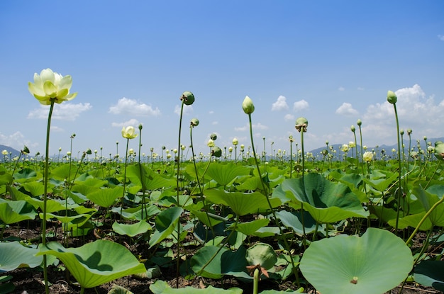 Lotus waterlelies tegen de lucht.