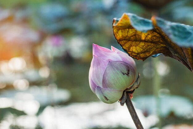 lotus with beauty of nature.