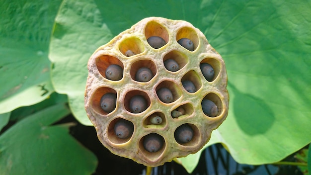 Lotus zaad pod lotus blad en bloem groene achtergrond Lotus zaden hebben eigenschappen geneeskunde