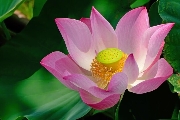 Lotus