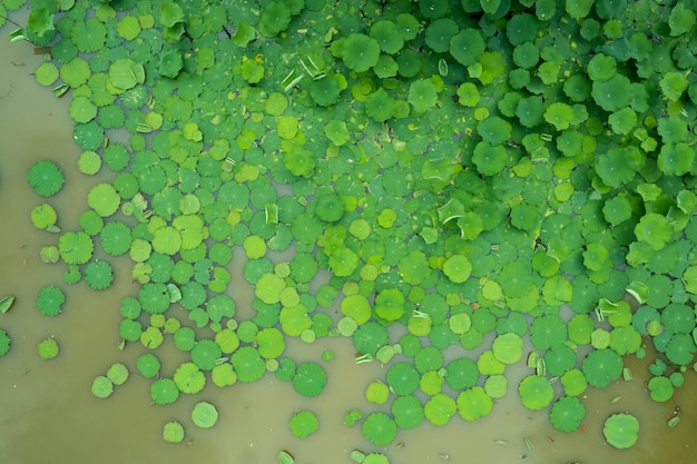 Lotusblad achtergrond groen blad