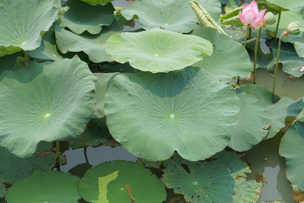 Lotusblad in de tuinvijver