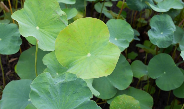 Foto lotusbladeren in de vijver.