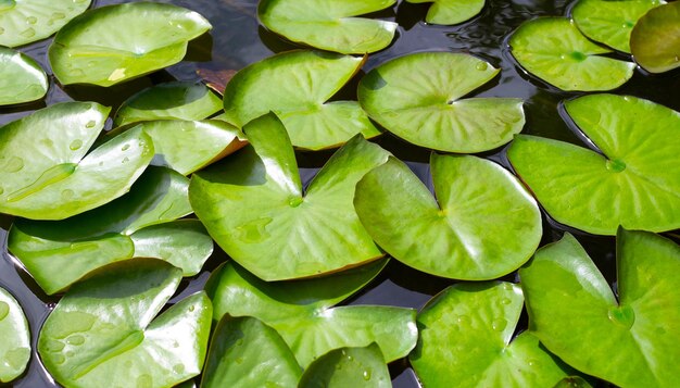 Lotusbladeren Waterlelievijver