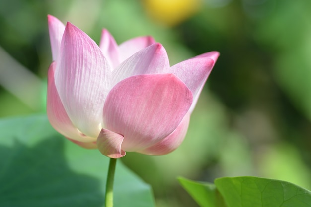 Foto lotusbloem bloeit achter het blad