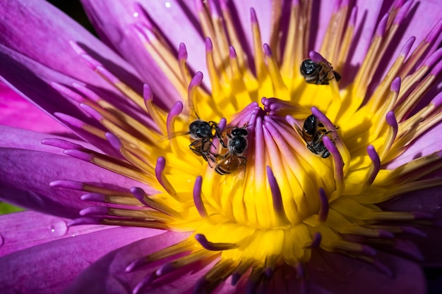 Lotusbloem en bij