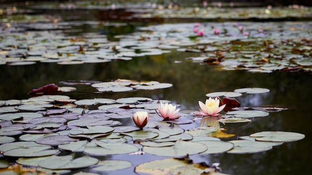 Lotusbloem en blad in de ochtend van het wateroppervlak van de vijver