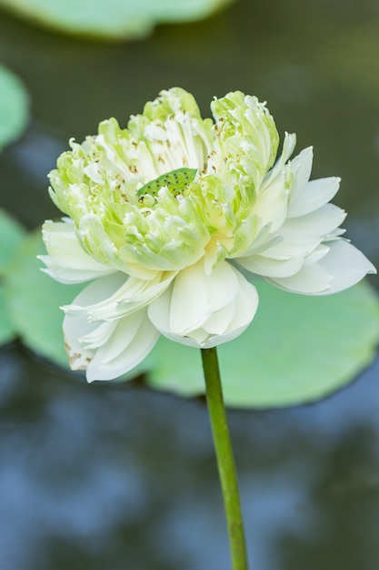Lotusbloem en Lotus-bloeminstallaties gebruiken als achtergrond