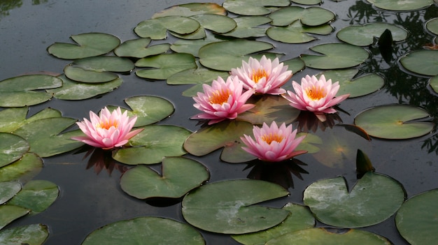 Lotusbloem en lotus-bloeminstallaties