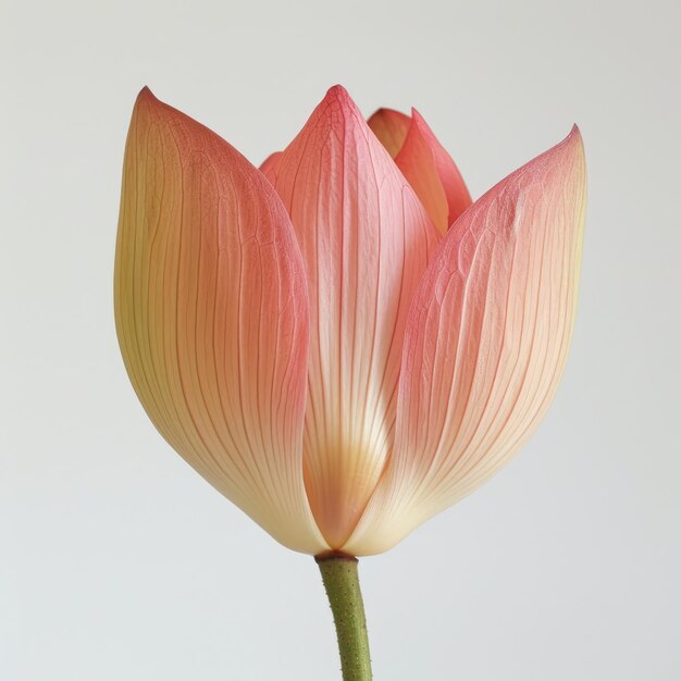 Lotusbloem geïsoleerd op witte achtergrond