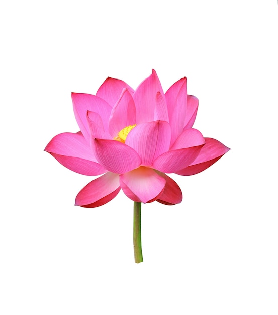 Lotusbloem geïsoleerd op witte achtergrond