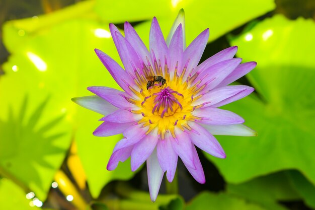 Lotusbloem in de vijver