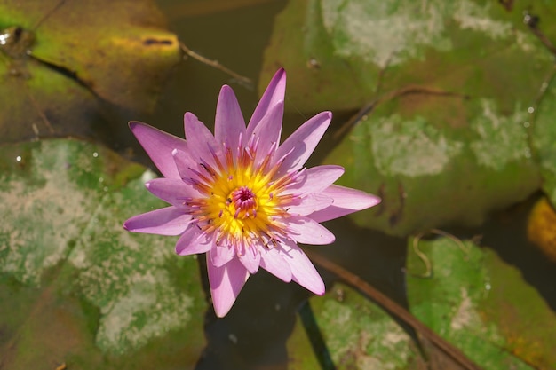 Lotusbloem in de vijver