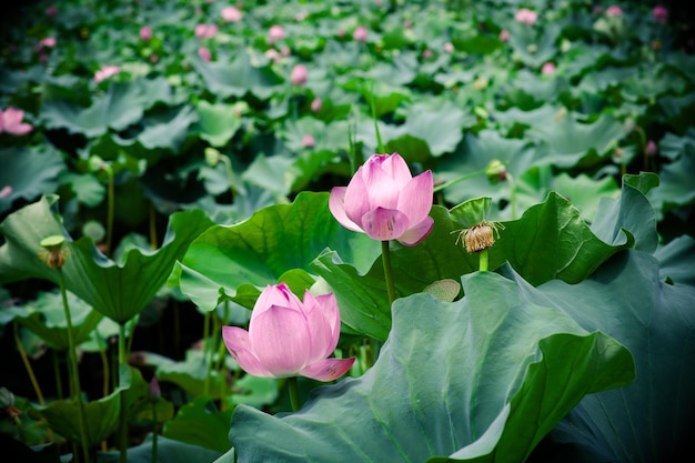 Lotusbloem in de zomer