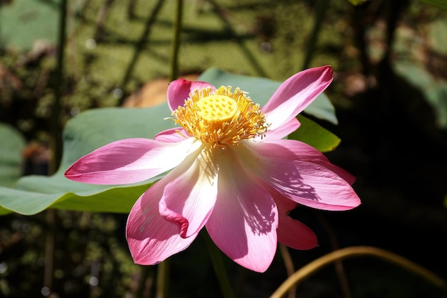 Lotusbloem in een klein reservoir