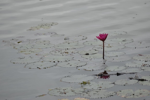 lotusbloem in een meer in Cambodja