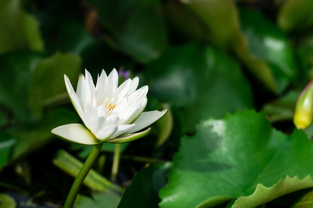 Lotusbloem in het bassin