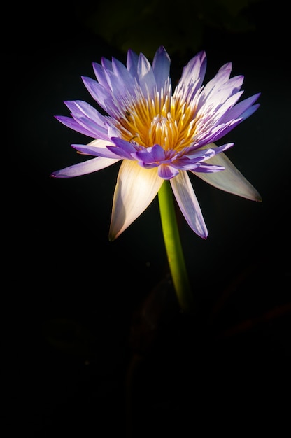 Lotusbloem in warm water