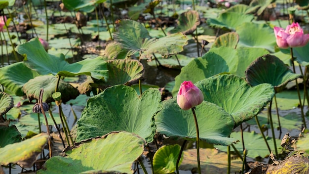 lotusbloem in water