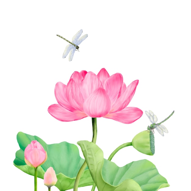 Lotusbloem met roze bloemblaadjes en knoppen met een libel erop gezeten Aquarel illustratie Heilige lotus op dunne stengel en groene bladeren geïsoleerd op witte achtergrond Libel met transparante vleugels
