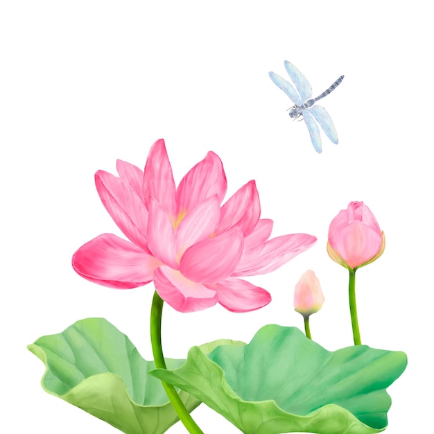 Lotusbloem met roze bloemblaadjes en knoppen met een libel erop gezeten Aquarel illustratie Heilige lotus op dunne stengel en groene bladeren geïsoleerd op witte achtergrond Libel met transparante vleugels