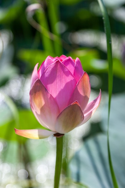 Lotusbloem op de achtergrond van water en bladeren