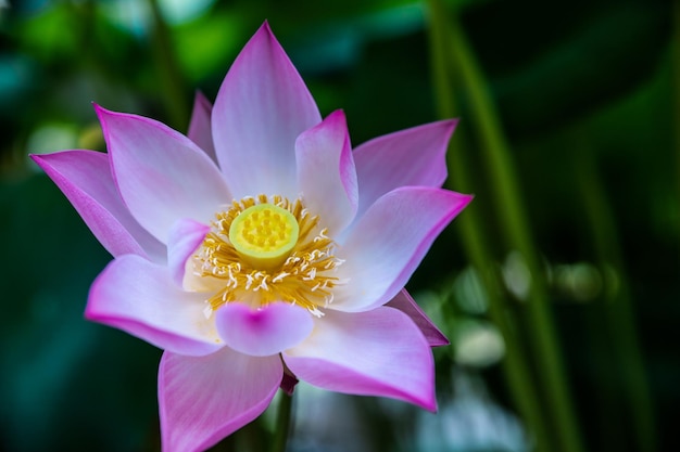 Lotusbloem roze bloemen waterlelies water achtergrond aquatische bloeiende planttropische delen van de wereld Waterlelies zorgen voor voedsel voor vissen en dieren in het wild