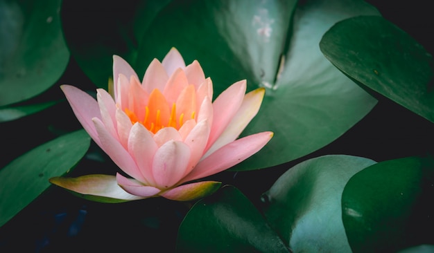 Lotusbloem wordt aangevuld door de rijke kleuren van het diepblauwe wateroppervlak.