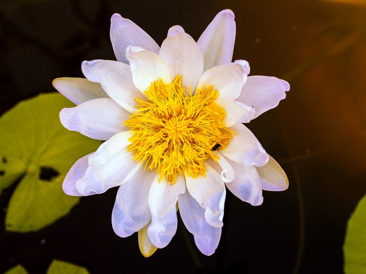 lotusbloem