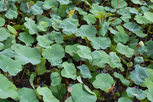 Lotusbloembladeren in vijver